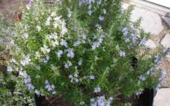 Tuscan Blue Rosemary - 5 Pack Of Quart Pots -Plant Promotion Store picture 8376 tuscan blue rosemary