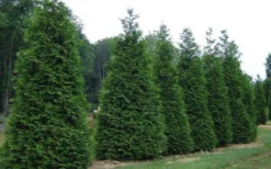 Green Giant Arborvitae (Thuja) - 6-Pack Of 1 Gallon Pots -Plant Promotion Store picture arborvitae green giant 2