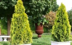 Highlights Arborvitae Thuja Janed Gold - 1 Gallon Pot 9 Highlights Arborvitae Thuja Janed Gold - 1 Gallon Pot -Plant Promotion Store picture arborvitaejanedgold 2 2