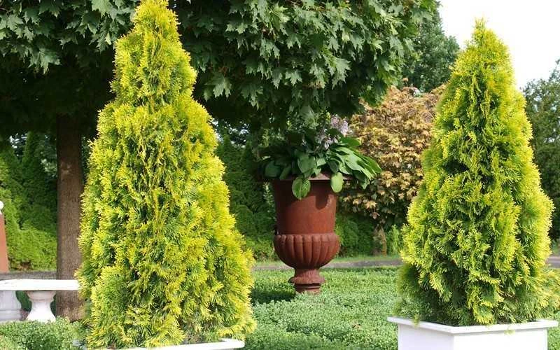 Highlights Arborvitae Thuja Janed Gold - 3 Gallon Pot 5 Highlights Arborvitae Thuja Janed Gold - 3 Gallon Pot - Image 5
