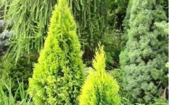 Highlights Arborvitae Thuja Janed Gold - 1 Gallon Pot 8 Highlights Arborvitae Thuja Janed Gold - 1 Gallon Pot -Plant Promotion Store picture arborvitaejanedgold 3