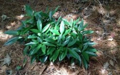 Dwarf Green Aucuba - Japanese Laurel - 1 Gallon Pot -Plant Promotion Store picture aucuba dwarf green shrub