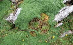 Elfin Creeping Thyme - Thymus Serpyllum Elfin - 6 Pack Of 3.5" Pint Pots -Plant Promotion Store picture creeping thyme elfin 4