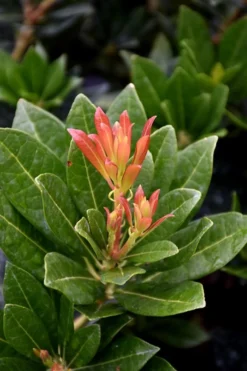 Southern Lady Pieris - 3 Gallon Pot 9 Southern Lady Pieris - 3 Gallon Pot -Plant Promotion Store pieris japonica southern lady 2