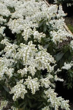 Southern Lady Pieris - 3 Gallon Pot