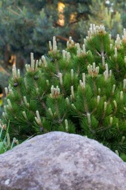 Dwarf Swiss Mountain Pine (Pinus Mugo 'Pumilio') - 2 Gallon Pot 9 Dwarf Swiss Mountain Pine (Pinus Mugo 'Pumilio') - 2 Gallon Pot -Plant Promotion Store pinus mugo pumilio dwarf swiss mountain pine 3