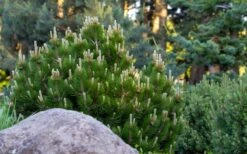 Dwarf Swiss Mountain Pine (Pinus Mugo 'Pumilio') - 2 Gallon Pot 10 Dwarf Swiss Mountain Pine (Pinus Mugo 'Pumilio') - 2 Gallon Pot -Plant Promotion Store pinus mugo pumilio dwarf swiss mountain pine 4