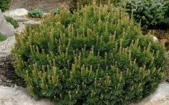 Dwarf Swiss Mountain Pine (Pinus Mugo 'Pumilio') - 2 Gallon Pot 11 Dwarf Swiss Mountain Pine (Pinus Mugo 'Pumilio') - 2 Gallon Pot -Plant Promotion Store pinus mugo pumillo dwarf swiss mountain pine 1
