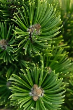 Sherwood Compact Mugo Pine Single Trunk Topiary Tree - 2 Gallon Pot -Plant Promotion Store pinus mugo sherwood compact mountain pine 1