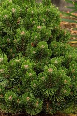 Sherwood Compact Mugo Pine Single Trunk Topiary Tree - 2 Gallon Pot -Plant Promotion Store pinus mugo sherwood compact mountain pine 2