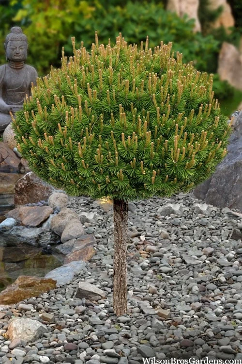 Slowmound Mugo Pine Single Trunk Topiary Tree - 2 Gallon Pot 1 Slowmound Mugo Pine Single Trunk Topiary Tree - 2 Gallon Pot