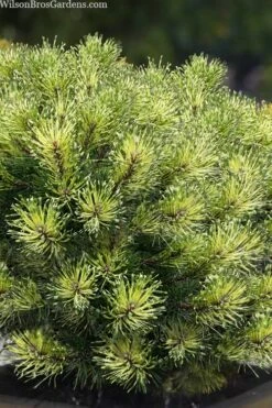 Sunshine Mugo Pine - 2 Gallon Pot -Plant Promotion Store pinus mugo sunshine mugo pine 10