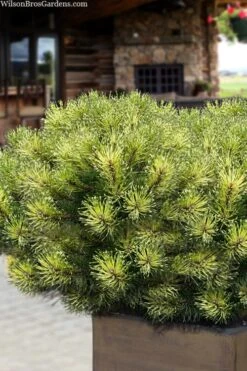 Sunshine Mugo Pine - 2 Gallon Pot -Plant Promotion Store pinus mugo sunshine mugo pine 15