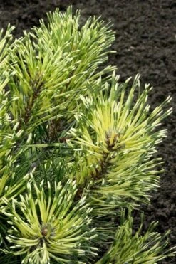 Sunshine Mugo Pine - 2 Gallon Pot