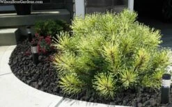 Sunshine Mugo Pine - 2 Gallon Pot -Plant Promotion Store pinus mugo sunshine mugo pine 6