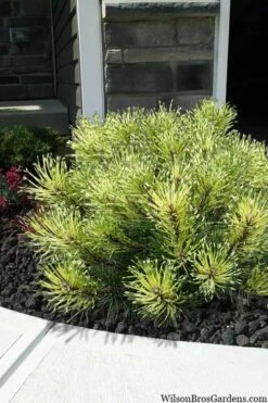 Sunshine Mugo Pine - 2 Gallon Pot -Plant Promotion Store pinus mugo sunshine mugo pine 7