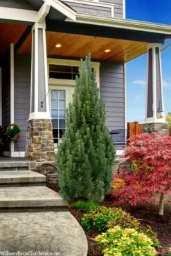 Frank's Columnar Austrian Black Pine (Pinus Nigra) - 6 Gallon Pot -Plant Promotion Store pinus nigra frank columnar austrian pine 3