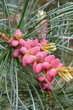 Japanese White Pine (Pinus Parviflora 'Glauca') - 5 Gallon Pot -Plant Promotion Store pinus parviflora glauca japanese white pine 10