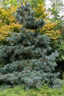 Japanese White Pine (Pinus Parviflora 'Glauca') - 5 Gallon Pot -Plant Promotion Store pinus parviflora glauca japanese white pine 11