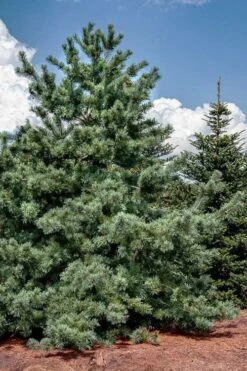 Japanese White Pine (Pinus Parviflora 'Glauca') - 5 Gallon Pot -Plant Promotion Store pinus parviflora glauca japanese white pine 5
