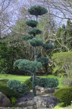 Japanese White Pine (Pinus Parviflora 'Glauca') - 5 Gallon Pot -Plant Promotion Store pinus parviflora glauca japanese white pine 6