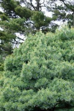 Blue Shag Eastern White Pine - 1 Gallon Pot -Plant Promotion Store pinus strobus blue shag eastern white pine 12 1