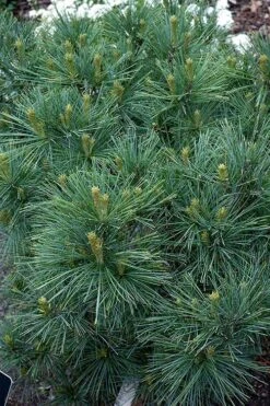 Blue Shag Eastern White Pine (Single Trunk Topiary) - 3 Gallon Pot -Plant Promotion Store pinus strobus blue shag eastern white pine 13 3