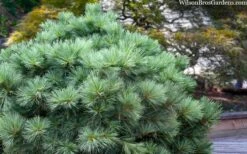 Blue Shag Eastern White Pine - 3 Gallon Pot -Plant Promotion Store pinus strobus blue shag eastern white pine 3 2