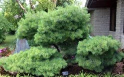 Blue Shag Eastern White Pine - 1 Gallon Pot -Plant Promotion Store pinus strobus blue shag eastern white pine 4 1