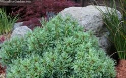 Vercurve Eastern White Pine (Pinus Strobus) - 3 Gallon Pot -Plant Promotion Store pinus strobus vercurve twisted needle dwarf eatern white pine 6