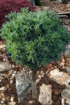 Wiggles Eastern White Pine (Single Trunk Topiary Tree) - 3 Gallon Pot -Plant Promotion Store pinus strobus wiggles eastern white pine 10