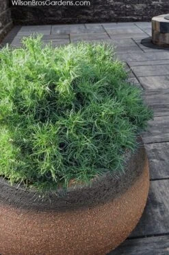 Wiggles Eastern White Pine (Pinus Strobus) - 3 Gallon Pot -Plant Promotion Store pinus strobus wiggles eastern white pine 3