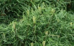 Wiggles Eastern White Pine (Pinus Strobus) - 3 Gallon Pot -Plant Promotion Store pinus strobus wiggles eastern white pine 4 1