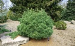 Wiggles Eastern White Pine (Pinus Strobus) - 3 Gallon Pot -Plant Promotion Store pinus strobus wiggles eastern white pine 5