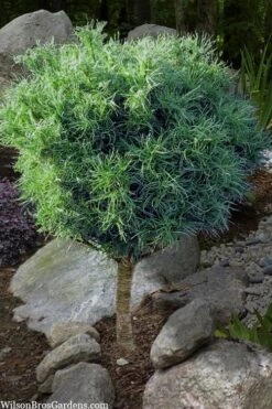 Wiggles Eastern White Pine (Single Trunk Topiary Tree) - 3 Gallon Pot