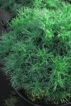 Wiggles Eastern White Pine (Pinus Strobus) - 3 Gallon Pot -Plant Promotion Store pinus strobus wiggles eastern white pine 6