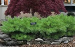 Hillside Creeper Scotch Pine (Pinus Sylvestris) - 3 Gallon Pot -Plant Promotion Store pinus sylvestris hillside creeper 3