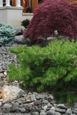 Hillside Creeper Scotch Pine (Pinus Sylvestris) - 3 Gallon Pot -Plant Promotion Store pinus sylvestris hillside creeper 4