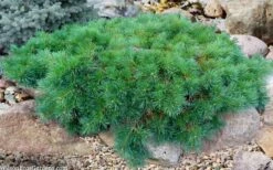 Hillside Creeper Scotch Pine (Pinus Sylvestris) - 3 Gallon Pot -Plant Promotion Store pinus sylvestris hillside creeper 5