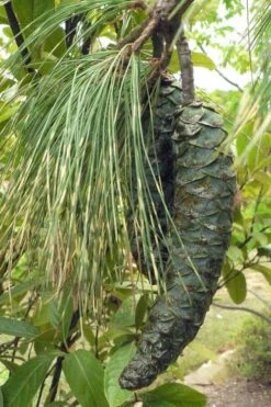 Zebrina Himalayan Pine (Pinus Wallichiana) - 5 Gallon Pot -Plant Promotion Store pinus wallichiana zebrina himalayan pine 10