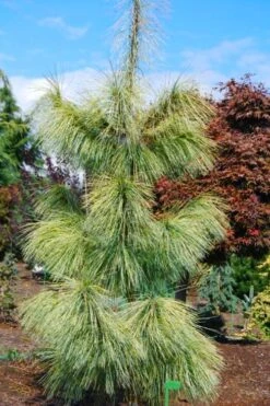 Zebrina Himalayan Pine (Pinus Wallichiana) - 5 Gallon Pot -Plant Promotion Store pinus wallichiana zebrina himalayan pine 4