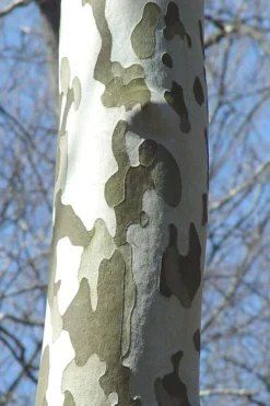 American Sycamore Tree - 3 Gallon Pot -Plant Promotion Store platanus occidentalis american sycamore tree 1