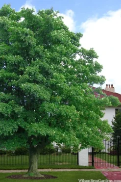 American Sycamore Tree - 3 Gallon Pot -Plant Promotion Store platanus occidentalis american sycamore tree 4