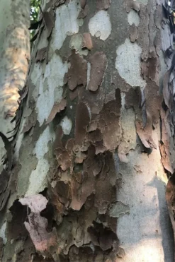 American Sycamore Tree - 3 Gallon Pot -Plant Promotion Store platanus occidentalis american sycamore tree 6