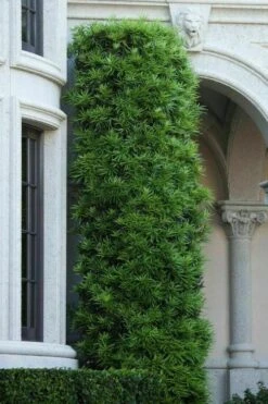 Podocarpus Macrophyllus Upright Yew - 7 Gallon Pot (3-4') -Plant Promotion Store podocarpus macrophyllus upright yew 104 1