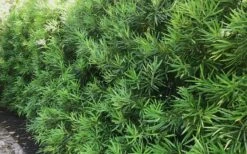 Podocarpus Macrophyllus Upright Yew - 7 Gallon Pot (4-5') -Plant Promotion Store podocarpus macrophyllus upright yew 105