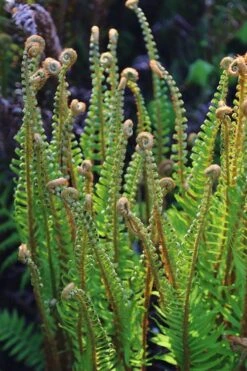 Western Sword Fern (Polystichum Munitum) - 1 Gallon Pot -Plant Promotion Store polystichum munitum western sword fern 10
