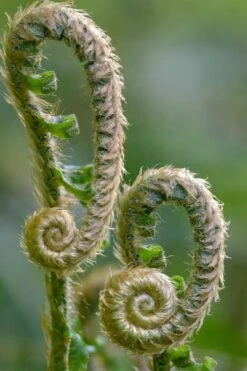Western Sword Fern (Polystichum Munitum) - 1 Gallon Pot -Plant Promotion Store polystichum munitum western sword fern 2