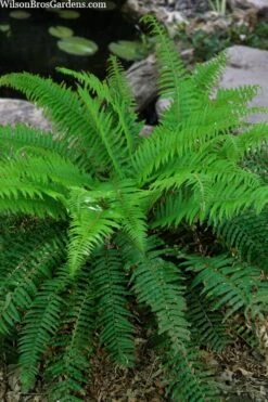 Western Sword Fern (Polystichum Munitum) - 1 Gallon Pot -Plant Promotion Store polystichum munitum western sword fern 4