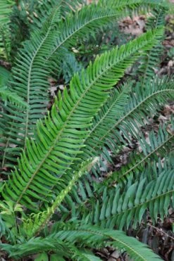 Western Sword Fern (Polystichum Munitum) - 1 Gallon Pot -Plant Promotion Store polystichum munitum western sword fern 5